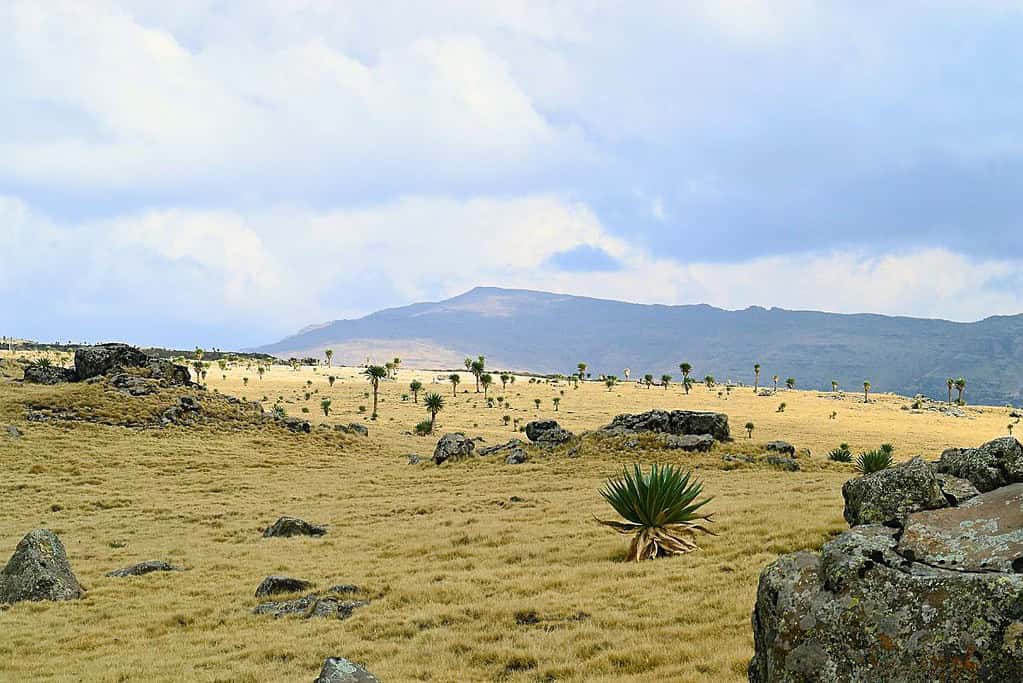 Ras Dashen 4 Ras Dashen