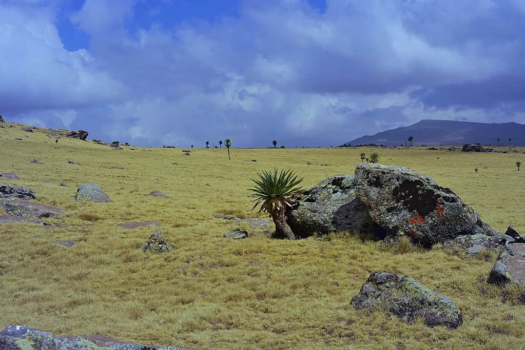 Ras Dashen 6 Ras Dashen