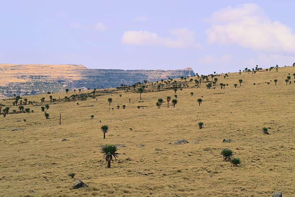 Ras Dashen 7 Ras Dashen
