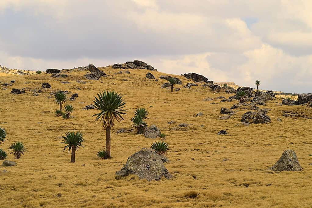 Ras Dashen Ethiopia 1 Ras Dashen Ethiopia
