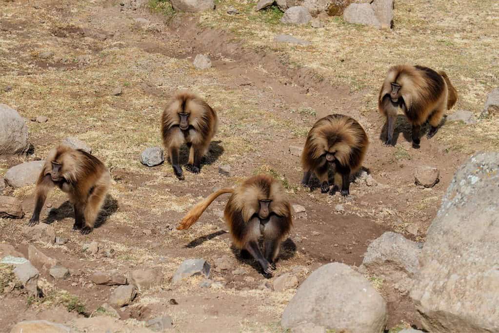 Simien Mountains National Park Simien Mountains National Park
