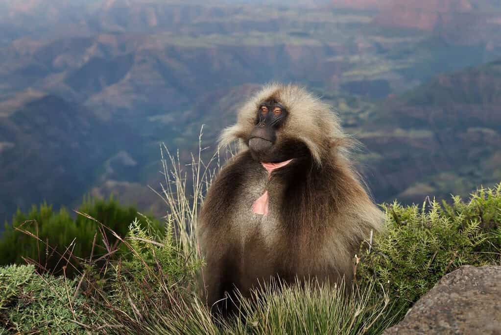 Simien Mountains National Park 5 Simien Mountains National Park