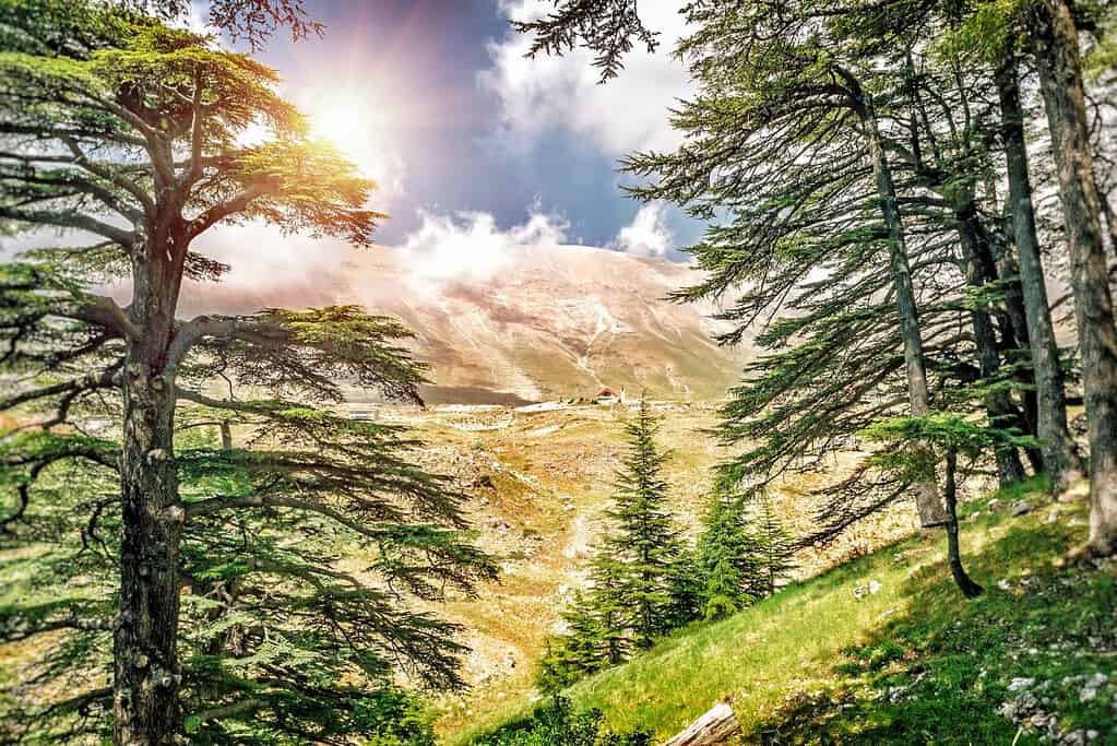 Travel to Cedars of God Attractions Travel to Cedars of God