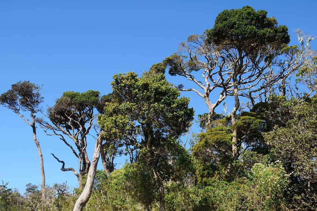 Travel to Horton Plains National Park Travel to Horton Plains National Park