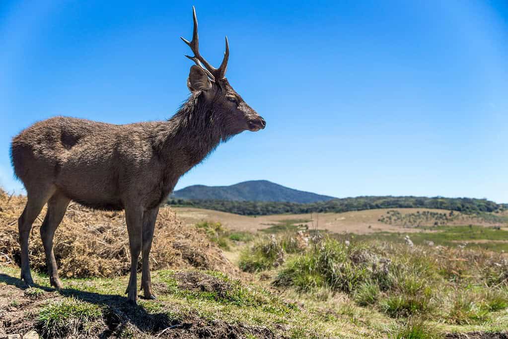 Visit Horton Plains National Park Visit Horton Plains National Park
