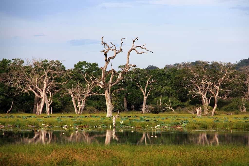 Visit Yala National Park Visit Yala National Park