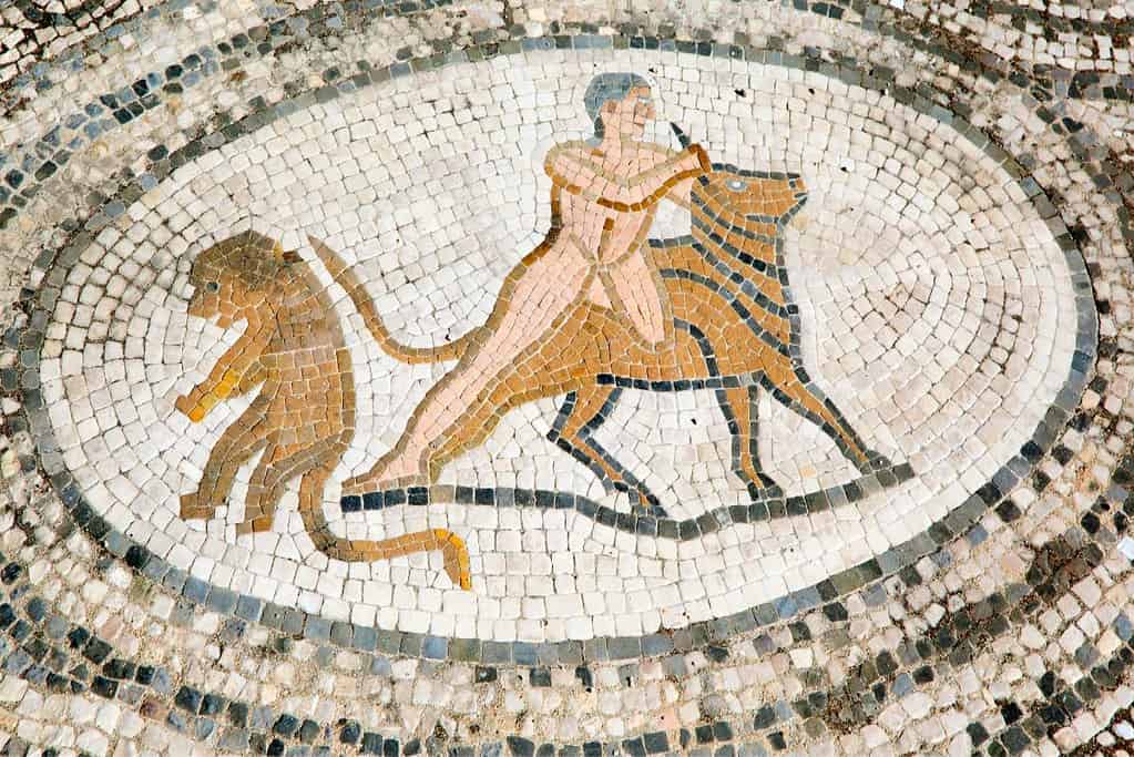 Volubilis Volubilis