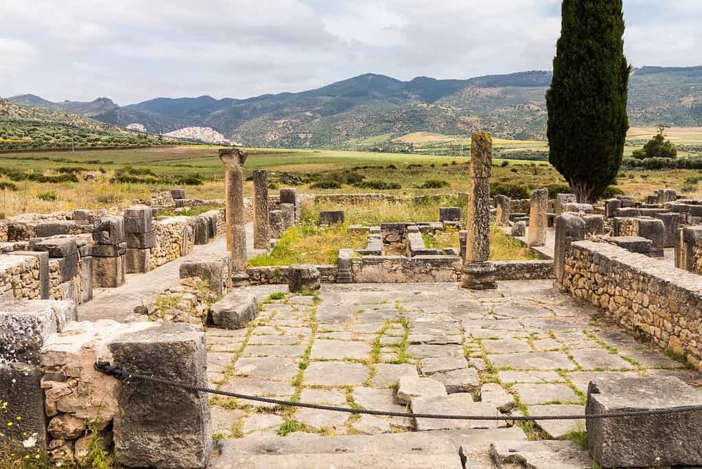 Volubilis 2 Volubilis