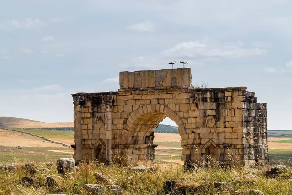 Volubilis 4 Volubilis
