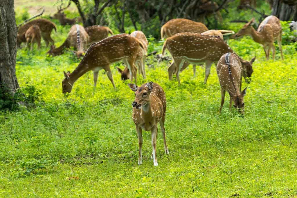 Yala National Park 10 Yala National Park