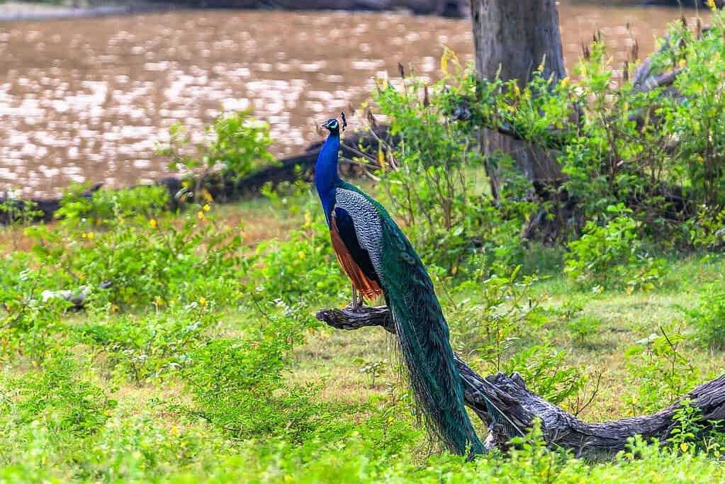 Yala National Park 2 Yala National Park
