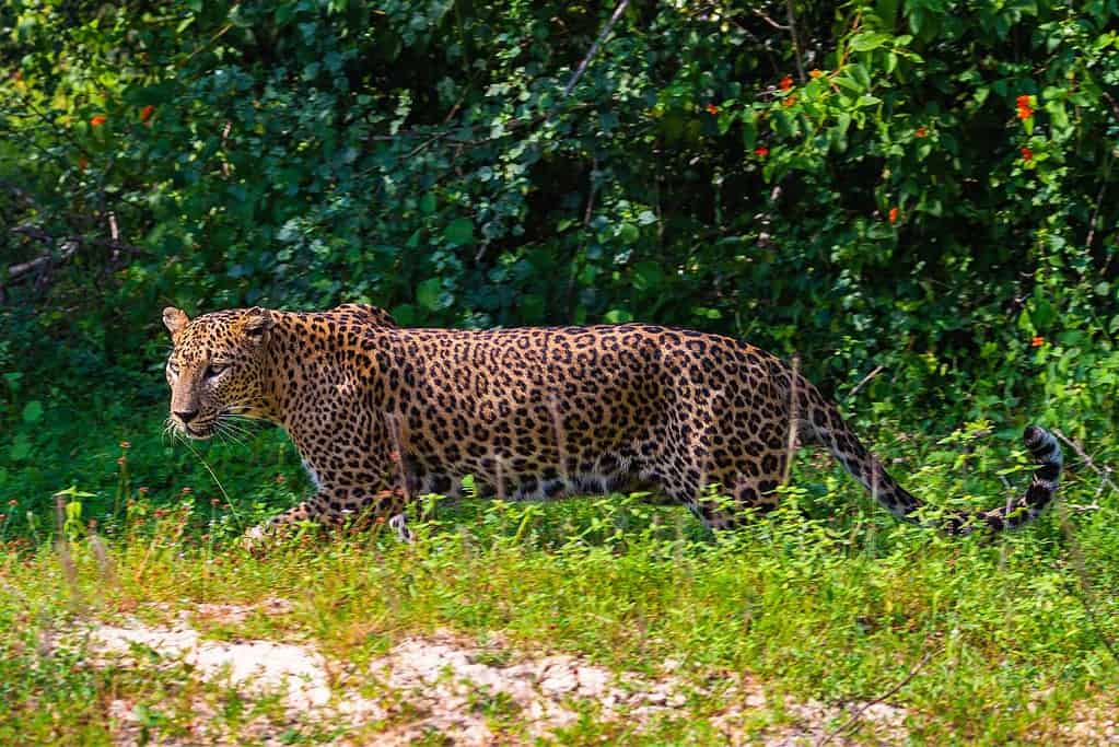 Yala National Park 4 Yala National Park