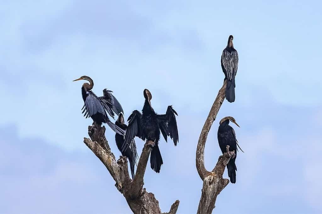 Yala National Park 8 Yala National Park
