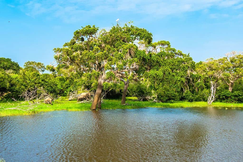 Yala National Park 9 Yala National Park