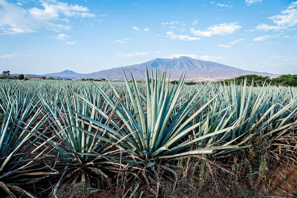 Agave Landscape and Ancient Industrial Facilities of Tequila UNESCO sites Agave Landscape and Ancient Industrial Facilities of Tequila