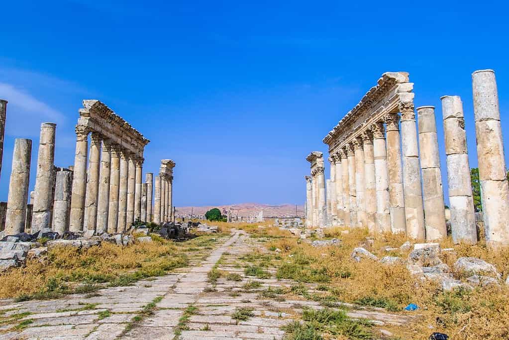 Apamea Apamea