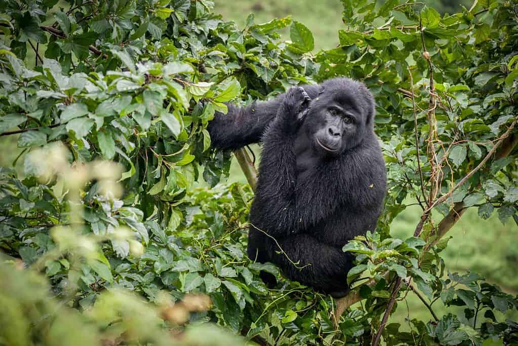 Bwindi Impenetrable National Park UNESCO sites Bwindi Impenetrable National Park
