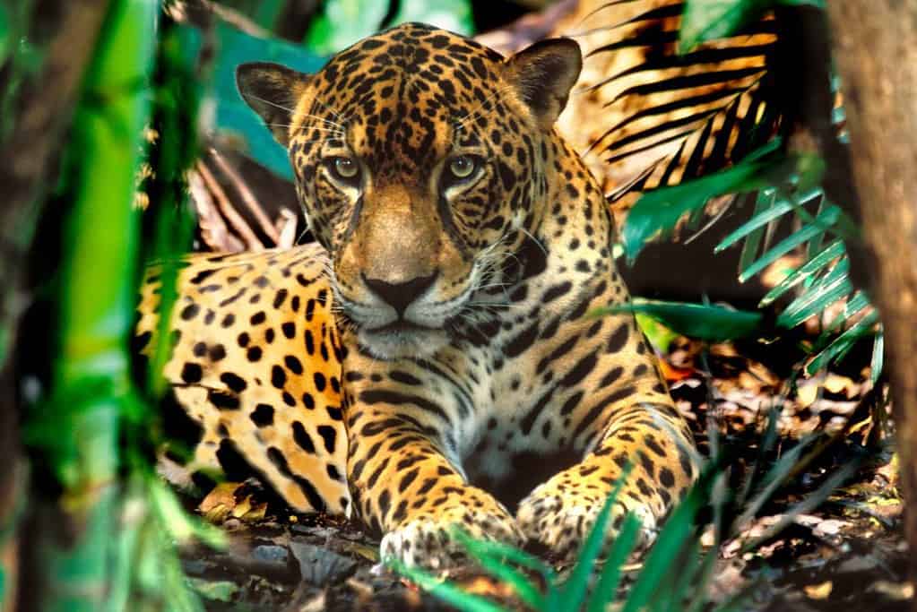 Chiribiquete National Park – The Maloca of the Jaguar UNESCO sites World Heritage Sites in Colombia