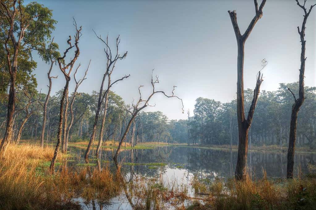 Chitwan National Park UNESCO sites Chitwan National Park