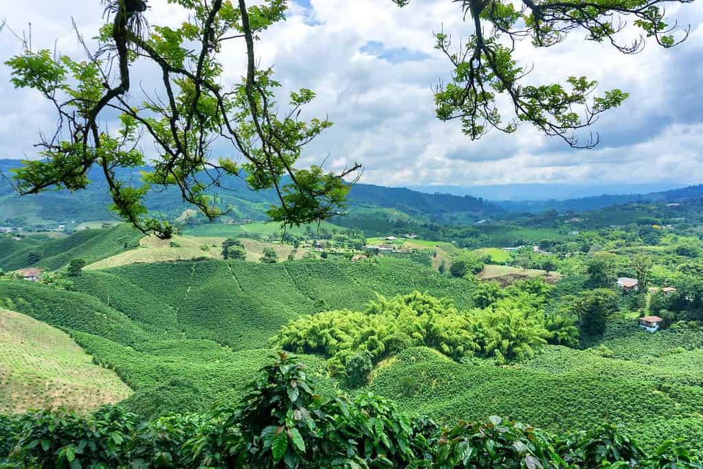 Coffee Cultural Landscape of Colombia UNESCO sites Coffee Cultural Landscape of Colombia