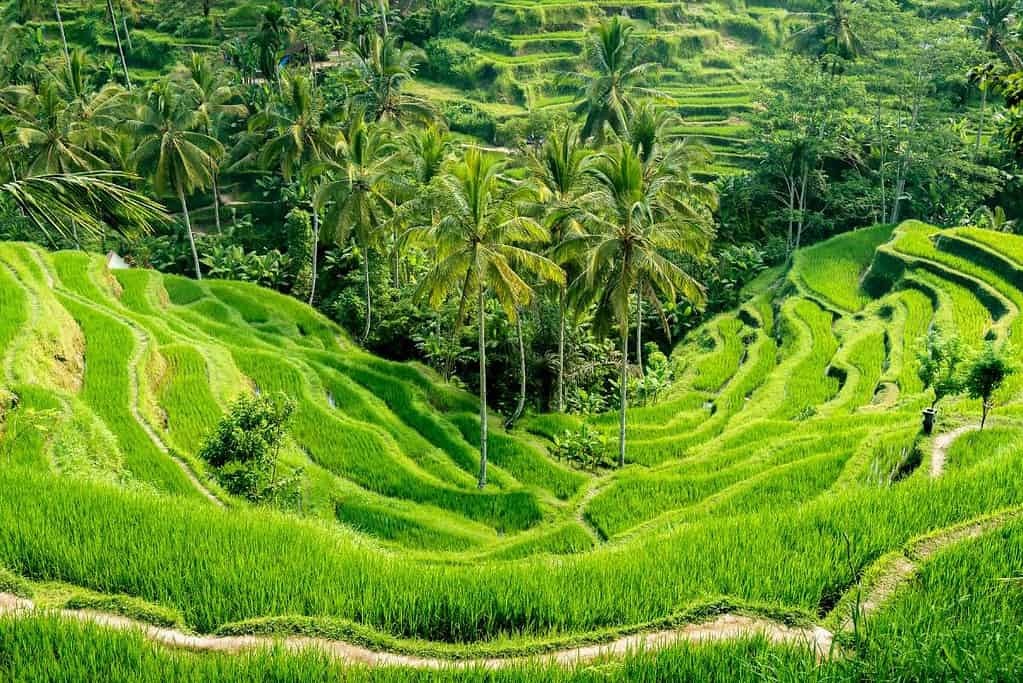 Cultural Landscape of Bali Province the Subak System as a Manifestation of the Tri Hita Karana Philosophy UNESCO sites Cultural Landscape of Bali Province_ the Subak System as a Manifestation of the Tri Hita Karana Philosophy