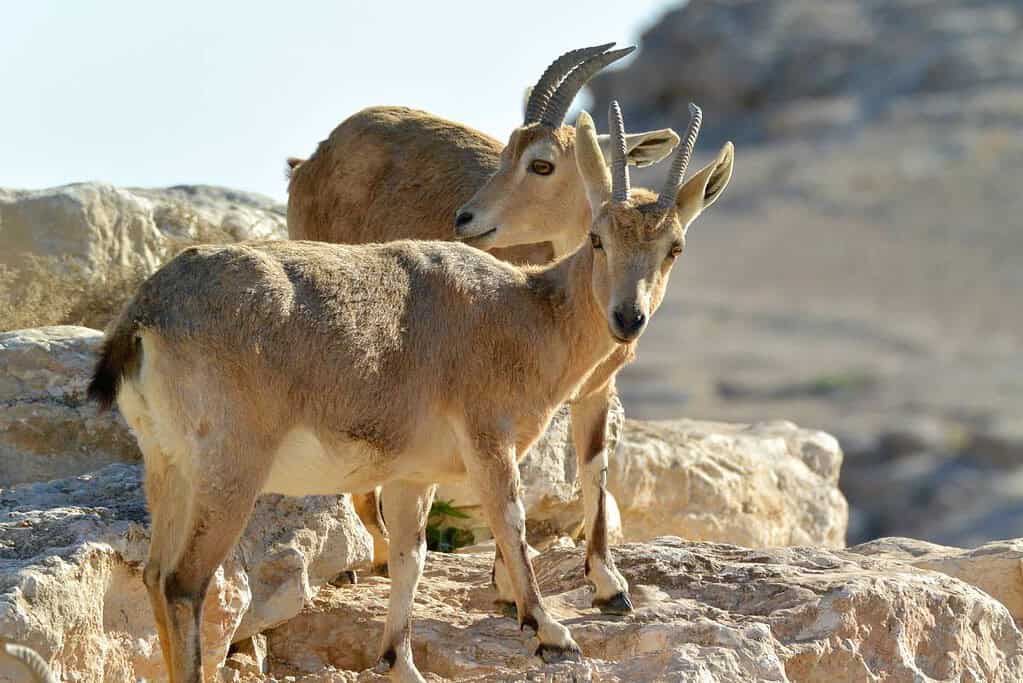 Incense Route Desert Cities in the Negev Incense Route - Desert Cities in the Negev
