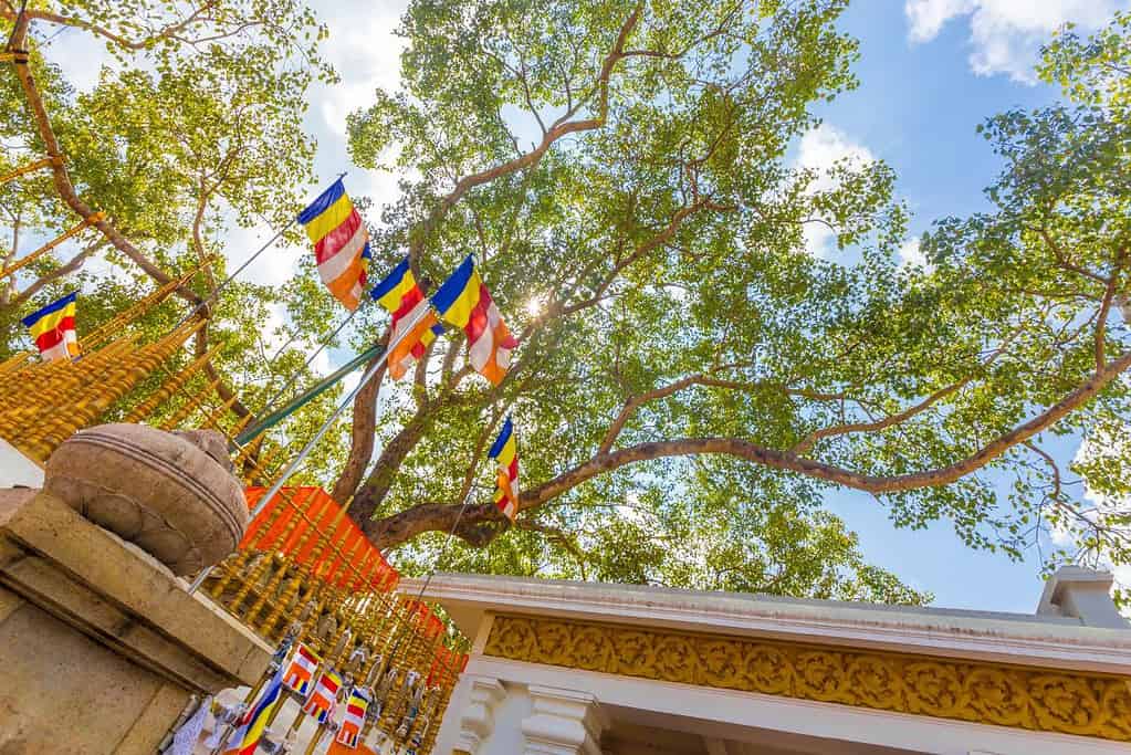 Jaya Sri Maha Bodhi Jaya Sri Maha Bodhi
