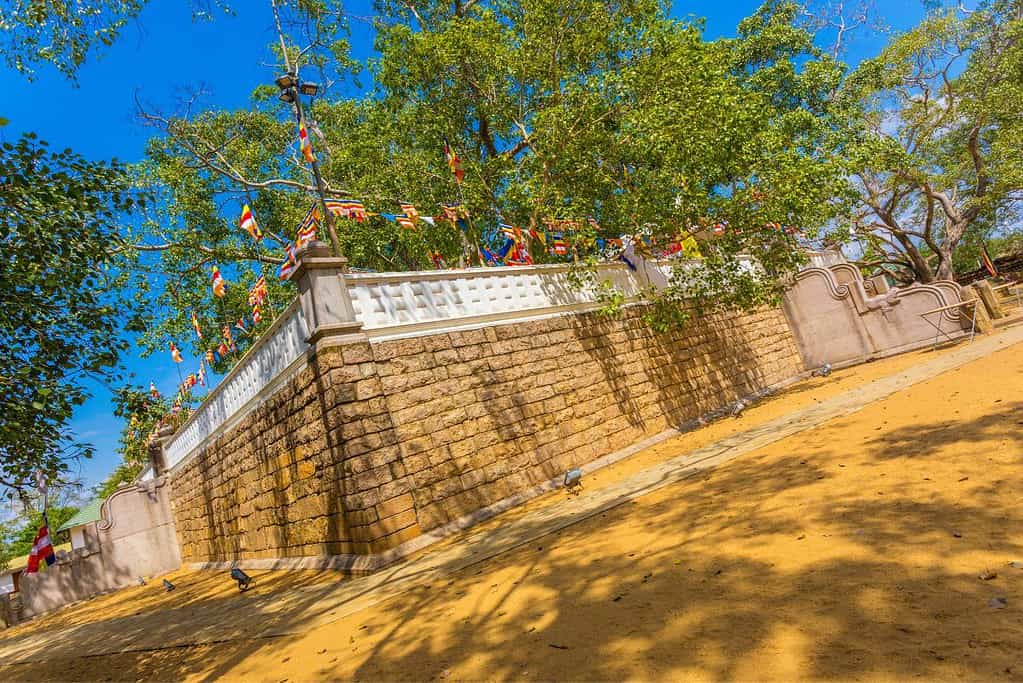 Jaya Sri Maha Bodhi 3 Jaya Sri Maha Bodhi