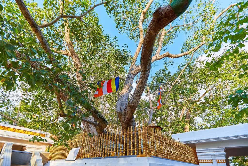 Jaya Sri Maha Bodhi 4 Jaya Sri Maha Bodhi