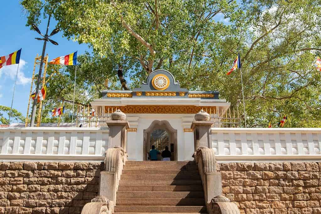 Jaya Sri Maha Bodhi 5 Jaya Sri Maha Bodhi