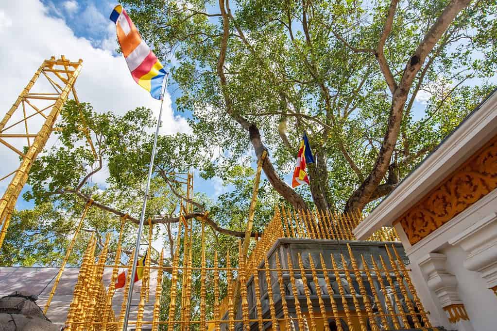 Jaya Sri Maha Bodhi 6 Jaya Sri Maha Bodhi