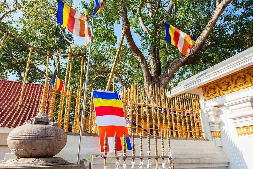 Jaya Sri Maha Bodhi Sri Lanka Jaya Sri Maha Bodhi - Sri Lanka