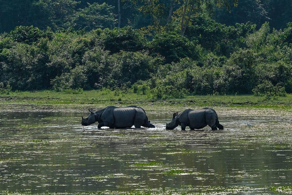 Kaziranga National Park UNESCO sites Kaziranga National Park