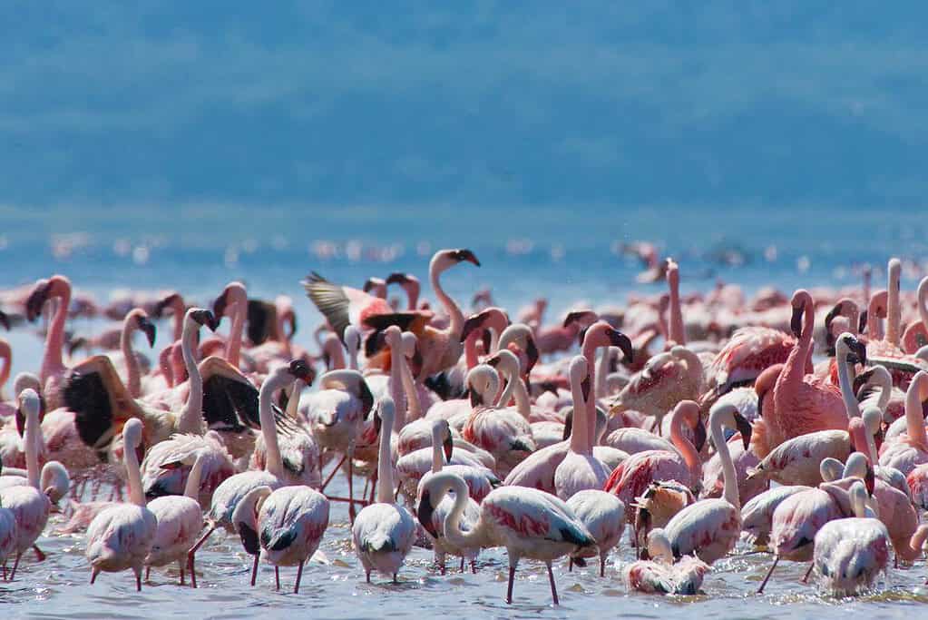 Kenya Lake System in the Great Rift Valley UNESCO sites Kenya Lake System in the Great Rift Valley