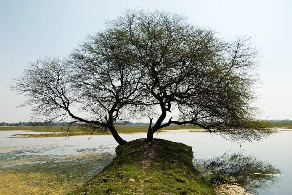 Keoladeo National Park UNESCO sites Keoladeo National Park