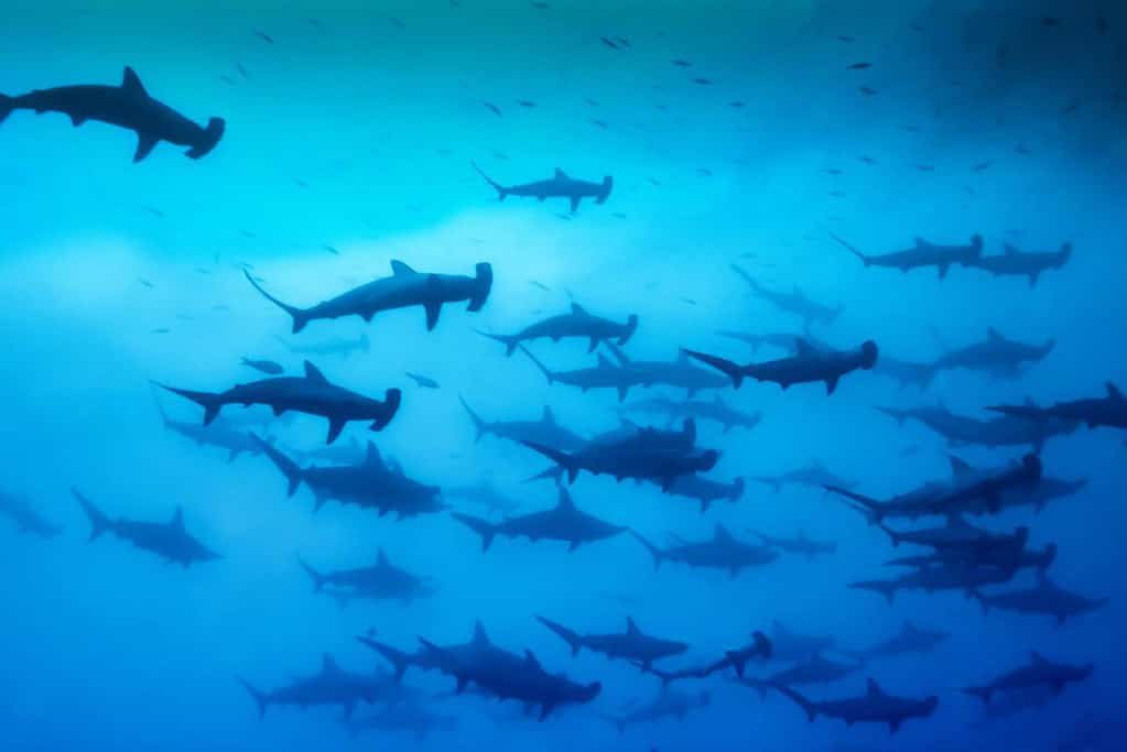 Malpelo Fauna and Flora Sanctuary UNESCO sites Malpelo Fauna and Flora Sanctuary