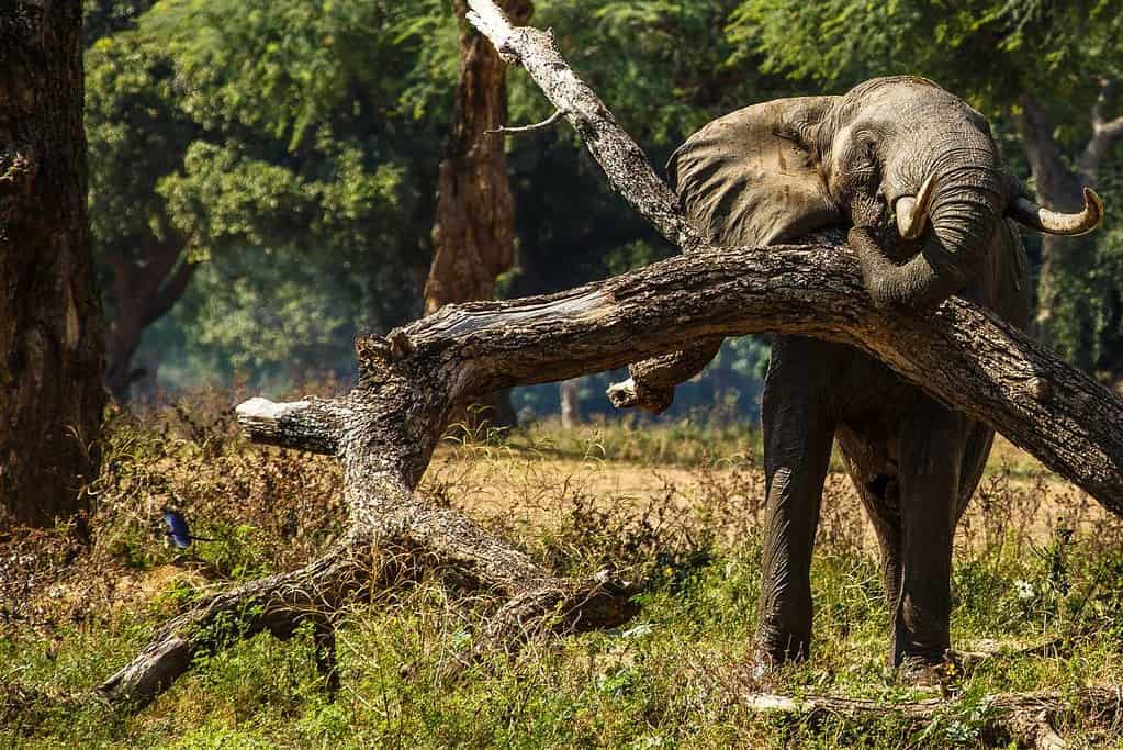 Manas Wildlife Sanctuary UNESCO sites Manas Wildlife Sanctuary