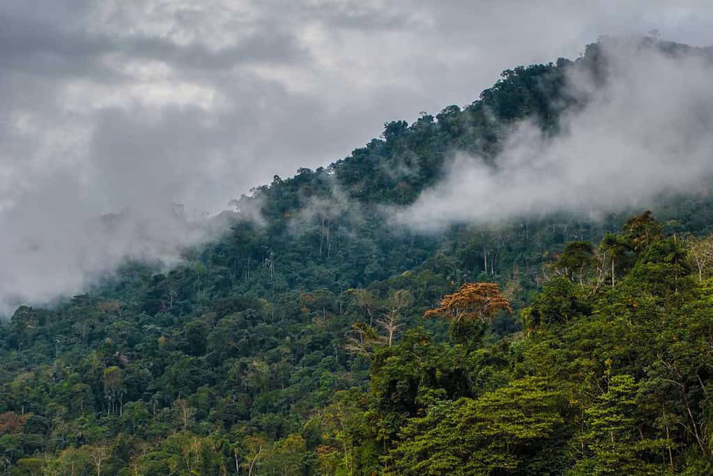 Manu National Park UNESCO sites World Heritage Sites in Peru