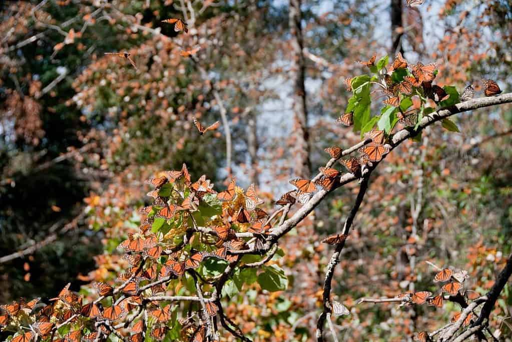 Monarch Butterfly Biosphere Reserve UNESCO sites Monarch Butterfly Biosphere Reserve