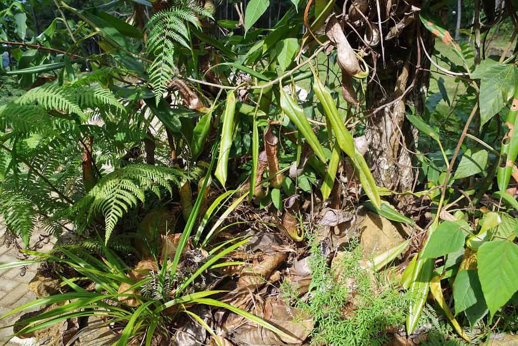 Mount Hamiguitan Range Wildlife Sanctuary UNESCO sites Mount Hamiguitan Range Wildlife Sanctuary