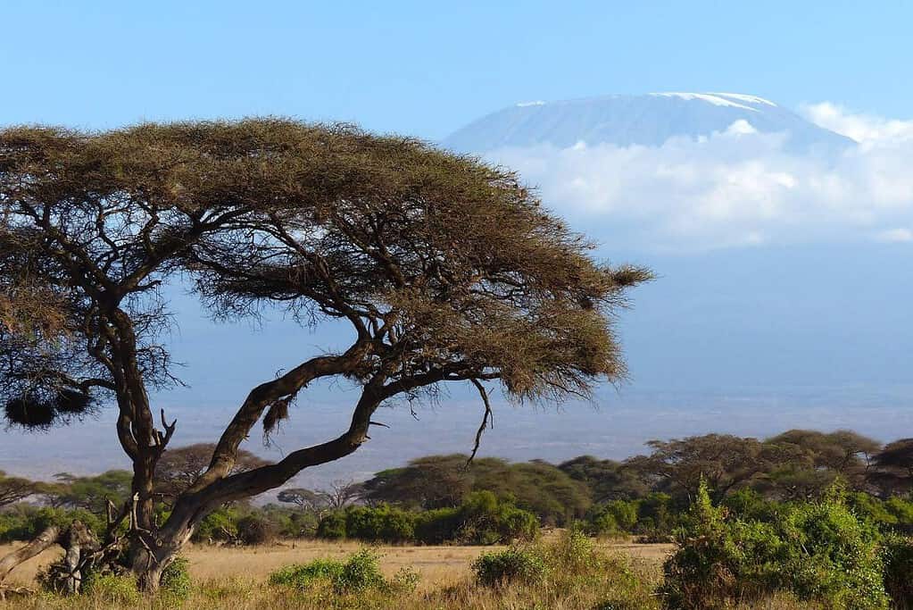 Mount Kenya National Park Natural Forest UNESCO sites Mount Kenya National Park_Natural Forest