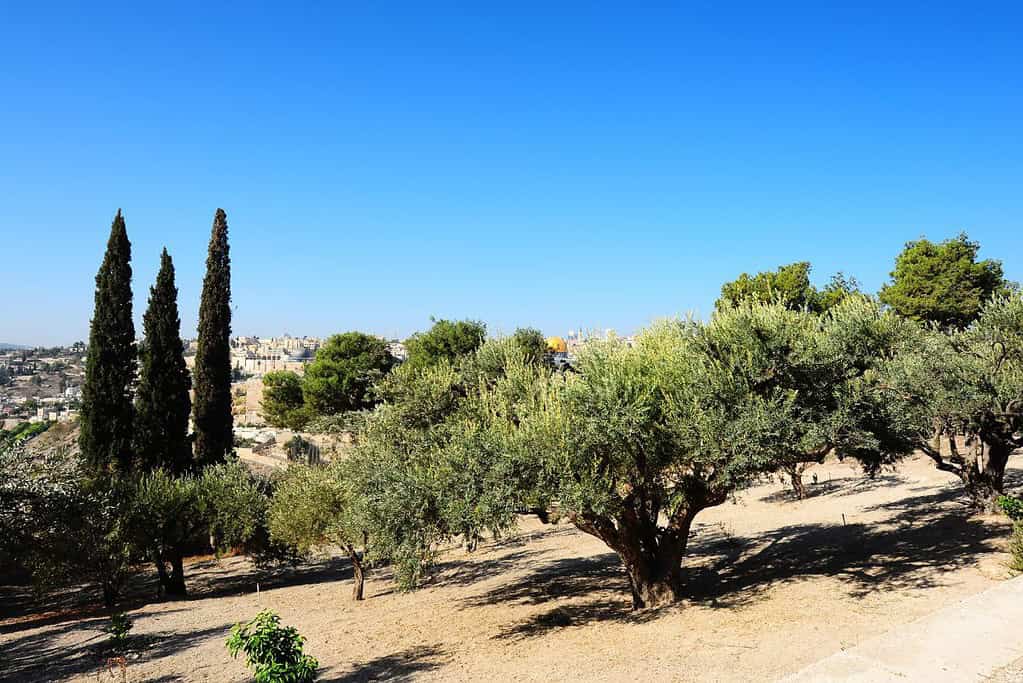 Mount of Olives 7 Mount of Olives