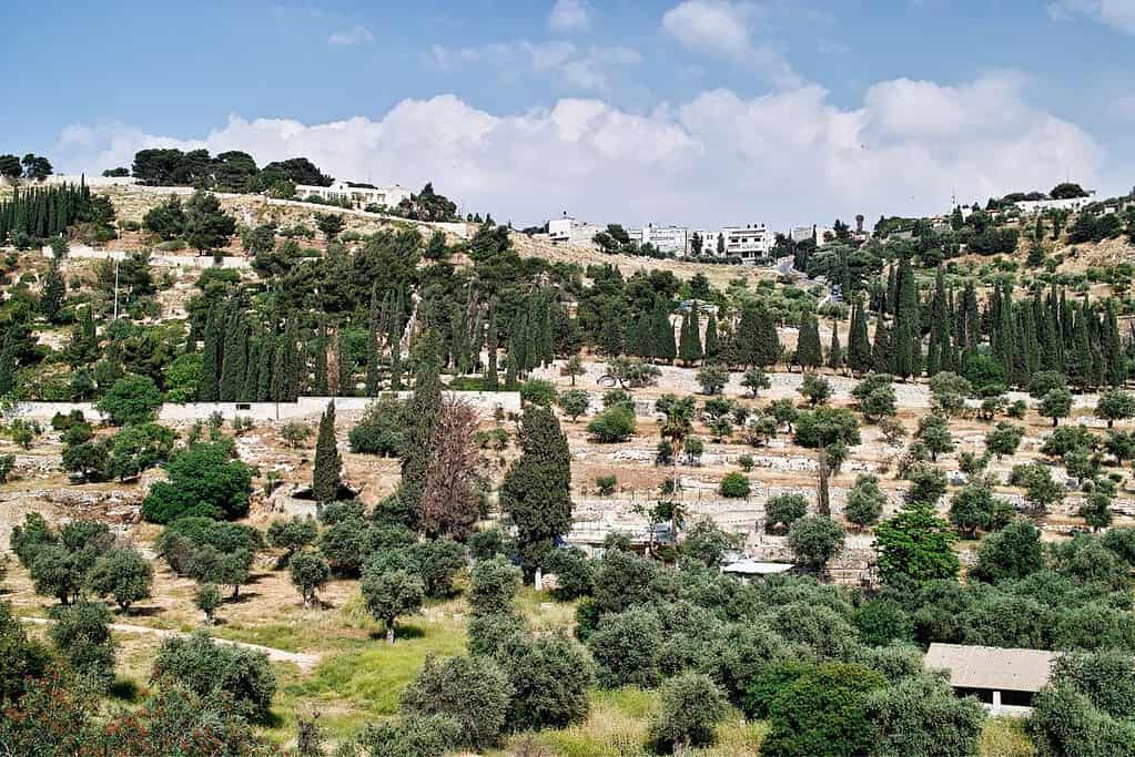 Mount of Olives Palestine 1 Mount of Olives - Palestine