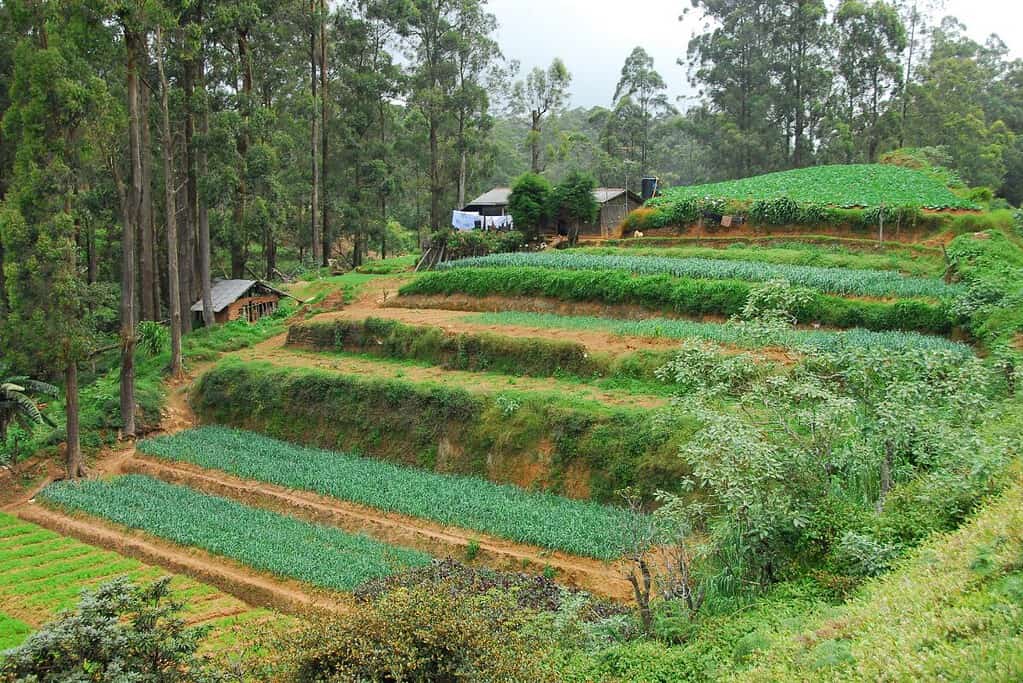 Nuwara Eliya town Nuwara Eliya town
