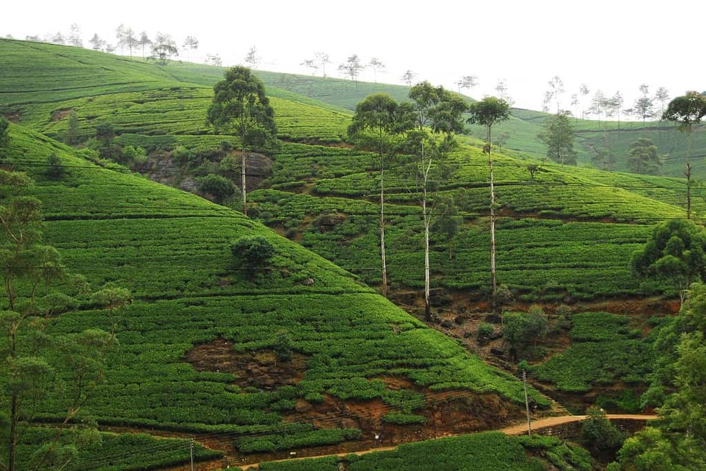 Nuwara Eliya town 3 Nuwara Eliya town