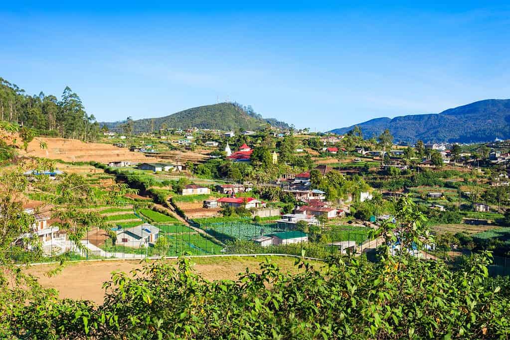 Nuwara Eliya town 7 Nuwara Eliya town