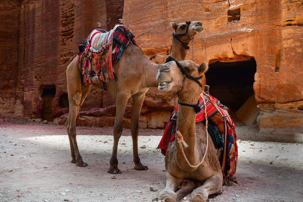 Petra 8 Petra