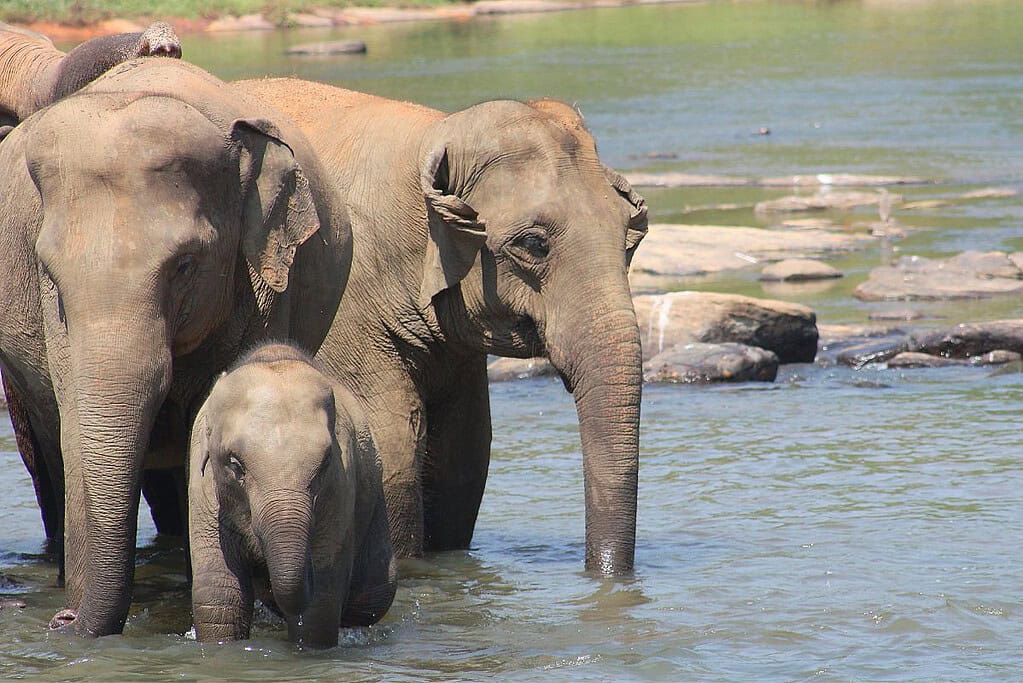 Pinnawala Elephant Orphanage 10 Pinnawala Elephant Orphanage