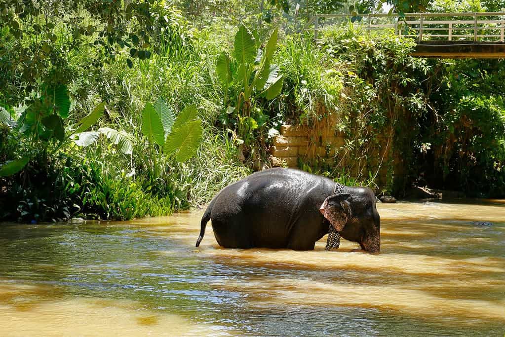 Pinnawala Elephant Orphanage 2 Pinnawala Elephant Orphanage