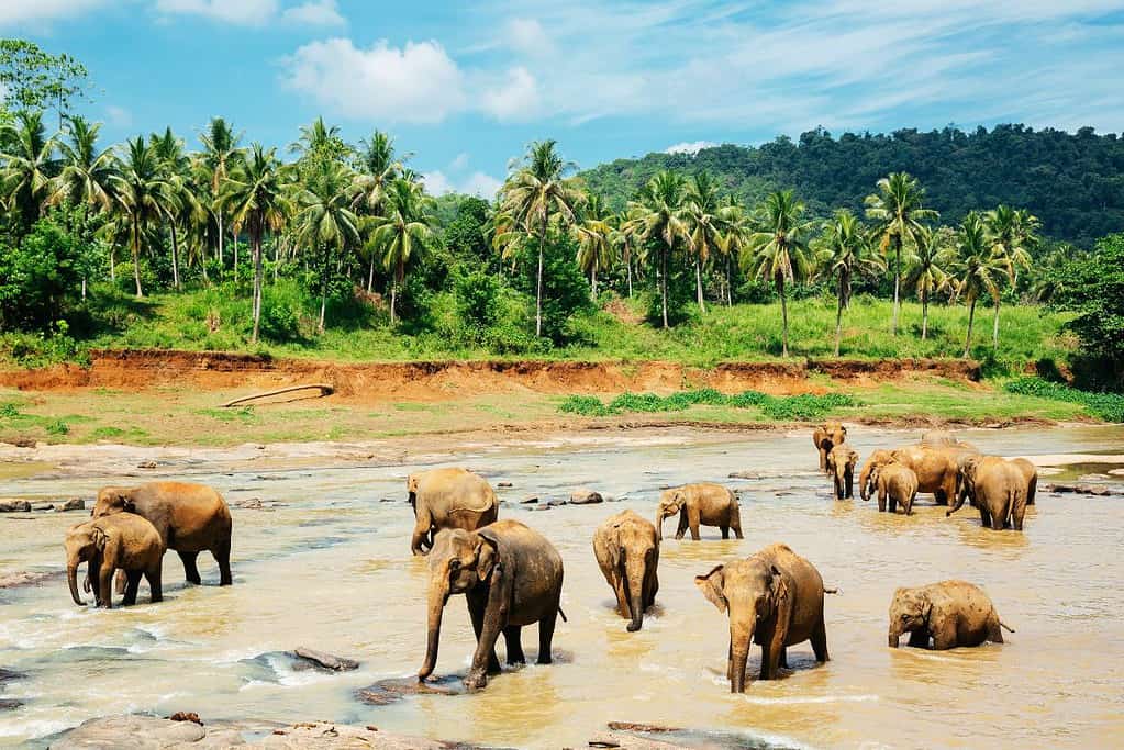 Pinnawala Elephant Orphanage 3 Pinnawala Elephant Orphanage